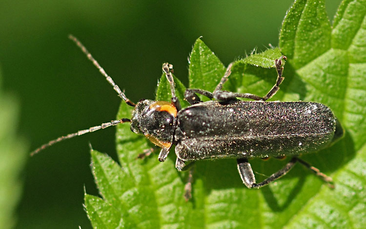 Ovalschildiger Dunkel-Fliegenkäfer, Cantharis paradoxa